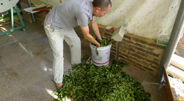 制茶蒸汽發(fā)生器 制茶蒸汽發(fā)生器