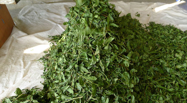 茶葉烘干蒸汽發(fā)生器 茶葉烘干蒸汽發(fā)生器